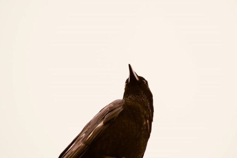 organisational intelligence summary report